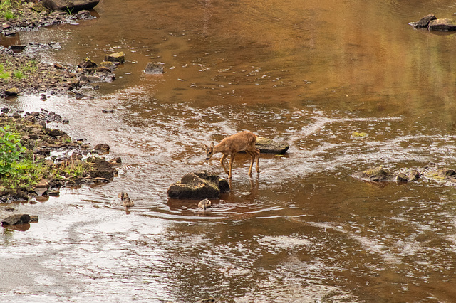 Roe Deer Fawn playing with the ducks (1 of 4)