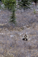 Grizzli Bear, Canada   DSC4913