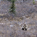 Grizzli Bear, Canada   DSC4913