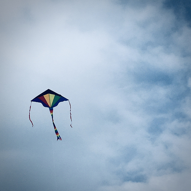 Soaring kite.