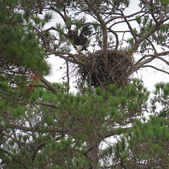 Bald eagle arriving for incubation duty