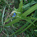DSCN2062 - trapoeraba Commelina diffusa, Commelinaceae
