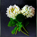 Klee (Trifolium). ©UdoSm