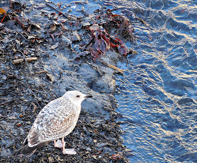 Gull and water in Polperro