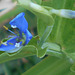 DSCN2062a - trapoeraba Commelina diffusa, Commelinaceae