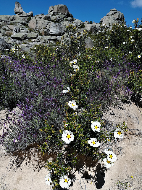 granite, lavender, cistus and the dusty path