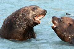 Alaska, Valdez, Couple Ferocious Sea Lions