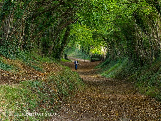 Tunnel of Trees (2)