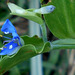 DSCN2063a - trapoeraba Commelina diffusa, Commelinaceae