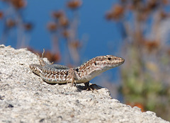 Lipari- Wall Lizard
