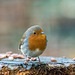 A friendly robin today.