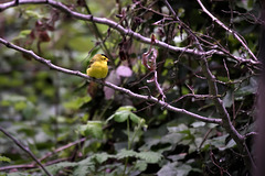Warbler on a branch