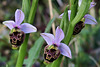 Ophrys fuciflora = ophrys faux-bourdon, Orchidacées (Malaucène, Vaucluse, France)