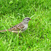 A White-crowned Sparrow arrived today