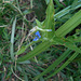 DSCN2064 - trapoeraba Commelina diffusa, Commelinaceae