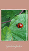 ladybug ♡