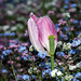 BESANCON: Une Tulipe ( Tulipa ) 02