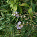 DSCN2068 - erva-de-são-simão Vernonia scorpioides, Asteraceae