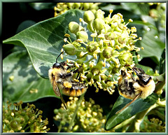 Bumblebees at the Ivy Blossom... ©UdoSm