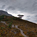 Mountain Trail, Beinn Eighe National Nature Reserve