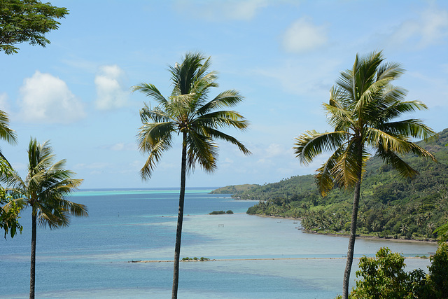 Polynésie Française, The Coast of Bora Bora, Looking through the Palms