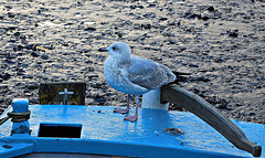 Bird on a blue boat. Polperro