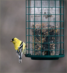 Bachelor goldfinch