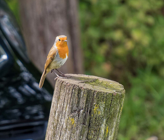 A robin posing in front of a car park