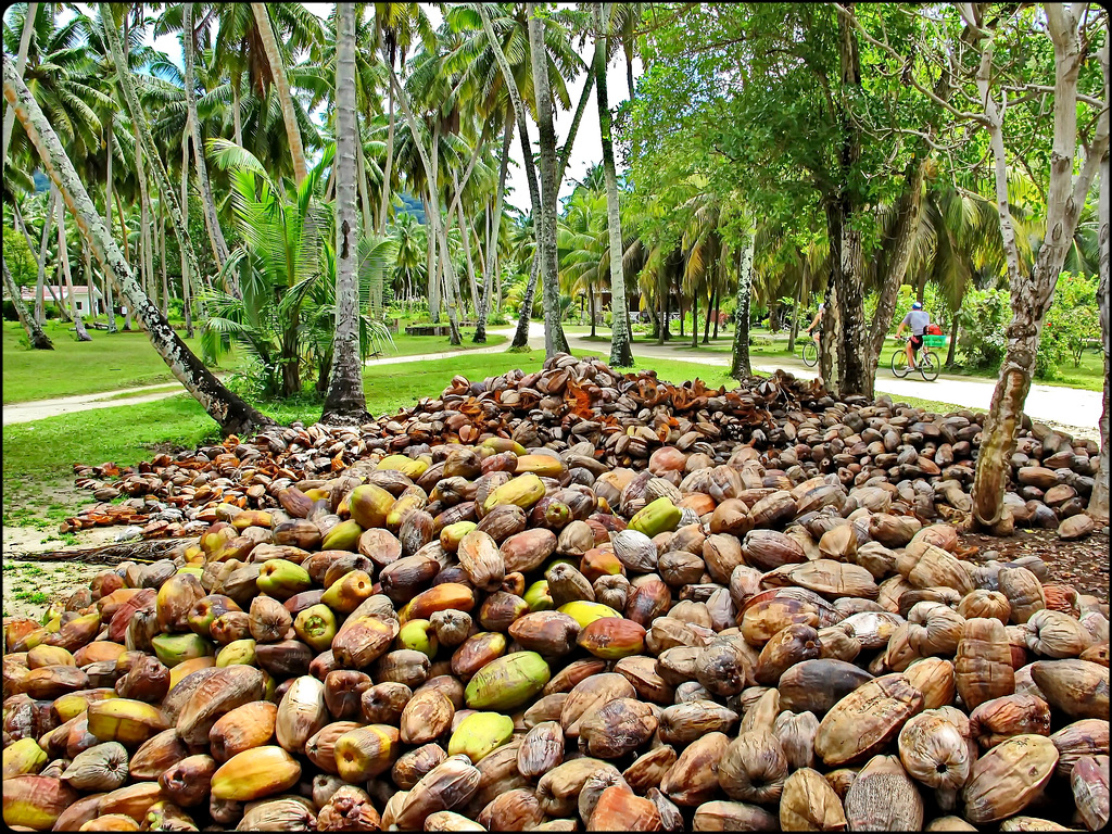 LA DIGUE, SEYCHELLES - un punto di raccolta dei cocchi prodotti dalla foresta di palme dell'isola - i cocchi vengono raccolti prima che cadano per evitare incidenti ai turisti che, tutto l'anno, percorrono le piste ciclabili a loro dedicate.