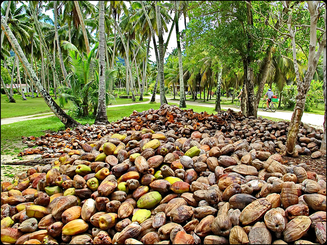 LA DIGUE, SEYCHELLES - un punto di raccolta dei cocchi prodotti dalla foresta di palme dell'isola - i cocchi vengono raccolti prima che cadano per evitare incidenti ai turisti che, tutto l'anno, perco