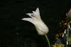 BESANCON: Une Tulipe ( Tulipa ) 06