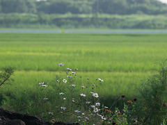 Flowers by paddy fields