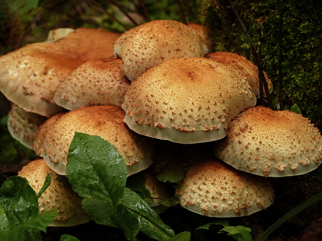 A family of textured caps