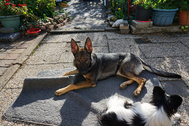 Maxi 5 months old today Maxi 5 months old today
