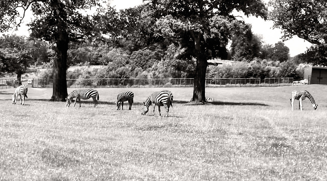 Zebra and Giraffe grazing
