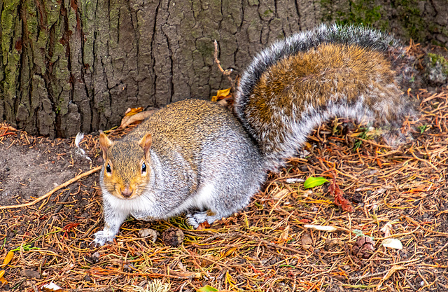 A squirrel in Birkenhead Park