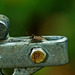 A shield bug sitting on a gate latch