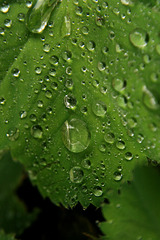 A wet and green leaf