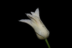 BESANCON: Une Tulipe ( Tulipa ) 07