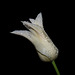 BESANCON: Une Tulipe ( Tulipa ) 07