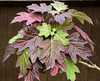 Multi-colour Hydrangea Leaves for HFF