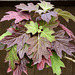 Multi-colour Hydrangea Leaves for HFF