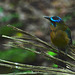 Honduras, The Blue-Crowned Motmot in Copan Ruinas Forest