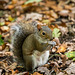 A squirrel at Eastham Woods52