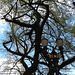 portland lamp post & tree