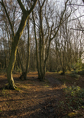 Dec 14: woodland walk