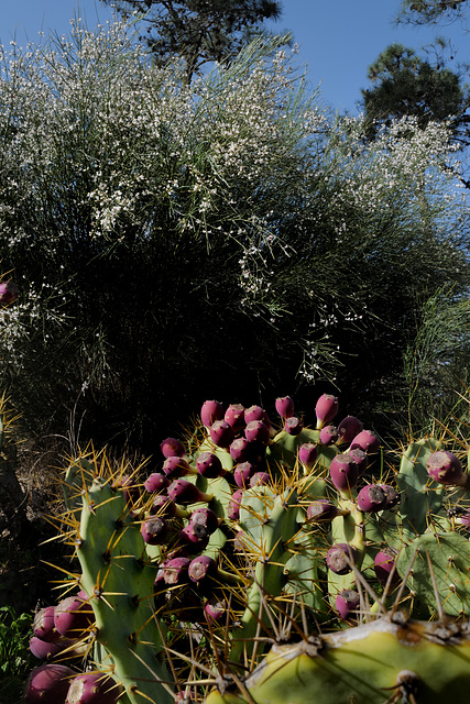 Opuntia ficus-indica, Retama monosperma, Monte Gordo