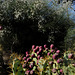 Opuntia ficus-indica, Retama monosperma, Monte Gordo