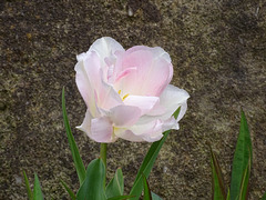Single Tulip