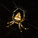 IMG 6469 Spider-1